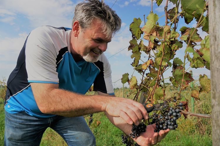 Pędy tych winorośli wznoszą się na Śląsku. A wina z nich docenia cała Polska!, Facebook/winnica Laguna, Tomasz Raudner