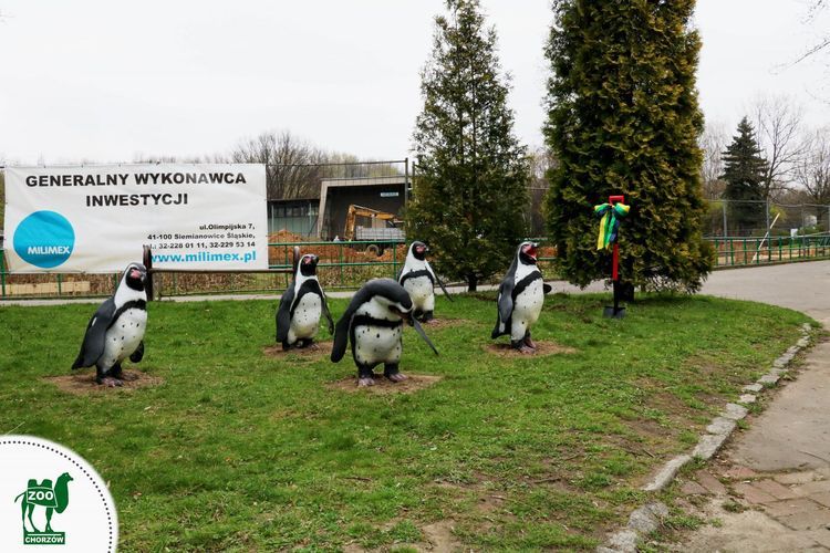 To będzie marketingowy hit - do Śląskiego ZOO wracają pingwiny, ZOO Śląsk