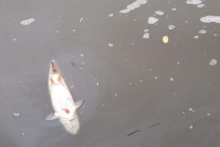 Śnięte ryby płyną z Czech. Służby pracują w rejonie Odry, Wody Polskie