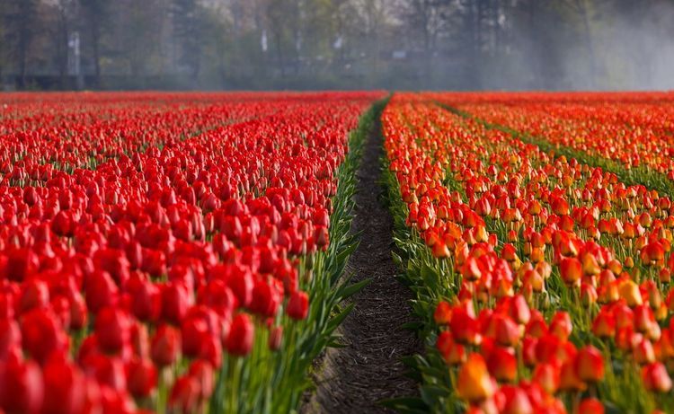 Bajka o tym, jak podstępne tulipany 