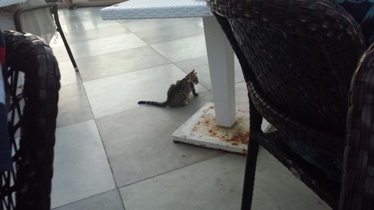Brud, koty na stołach, zepsute jedzenie. Dramat rybniczan w tureckim hotelu, Oliwer Palarz