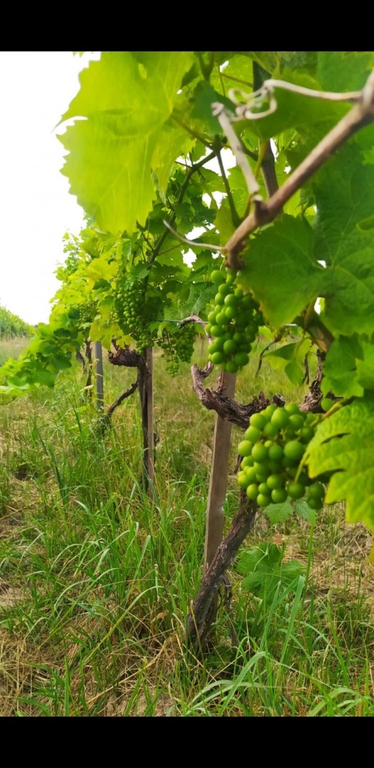 Pędy tych winorośli wznoszą się na Śląsku. A wina z nich docenia cała Polska! (foto, wideo), Facebook/winnica Laguna, Tomasz Raudner