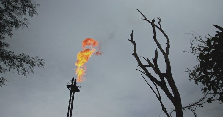 COP24 - ropa dewastuje dżunglę. Kadry z filmu 