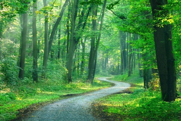 Ministerstwo Środowiska wprowadza zakaz wstępu do lasów i parków narodowych, Lasy Państwowe