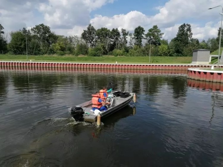 Wojewoda zakazał korzystać z Kanału Gliwickiego. 5 ton śniętych ryb, Wody Polskie
