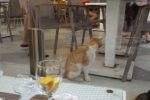 Brud, koty na stołach, zepsute jedzenie. Dramat turystów w tureckim hotelu, 