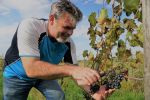 Pędy tych winorośli wznoszą się na Śląsku. A wina z nich docenia cała Polska! (foto, wideo), 
