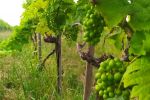 Pędy tych winorośli wznoszą się na Śląsku. A wina z nich docenia cała Polska! (foto, wideo), 