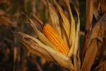 Oprysk na kukurydzę – kiedy wykonać zabieg na chwasty i jaki preparat wybrać?, materiał partnera