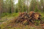 Śląskie: mieszkańcy ruszyli po opał do lasów. Firmy wietrzą nowy biznes, pixabay