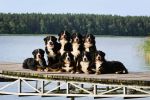 2000 psich piękności zjedzie do Rybnika. Przed nami III Międzynarodowa Wystawa Psów Rasowych, 