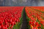 Bajka o tym, jak podstępne tulipany 